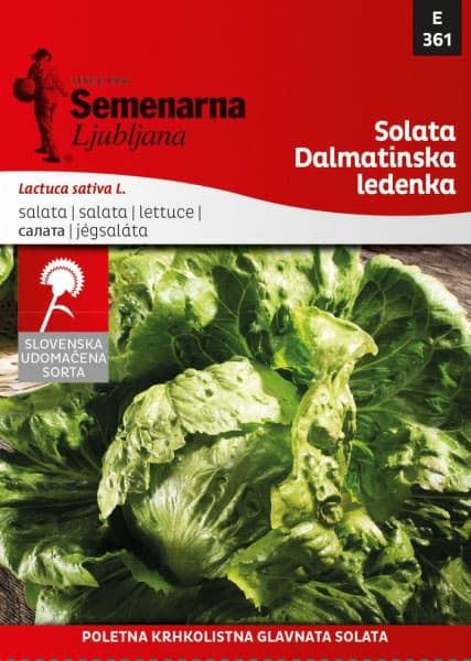 Seme 10 kesica - Zelena salata dalmatinska ledenka -  Lactuca sativa L. 361