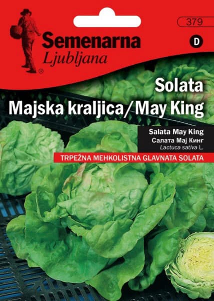 Seme 10 kesica - Zelena salata majska kraljica -  Lactuca sativa L. 379