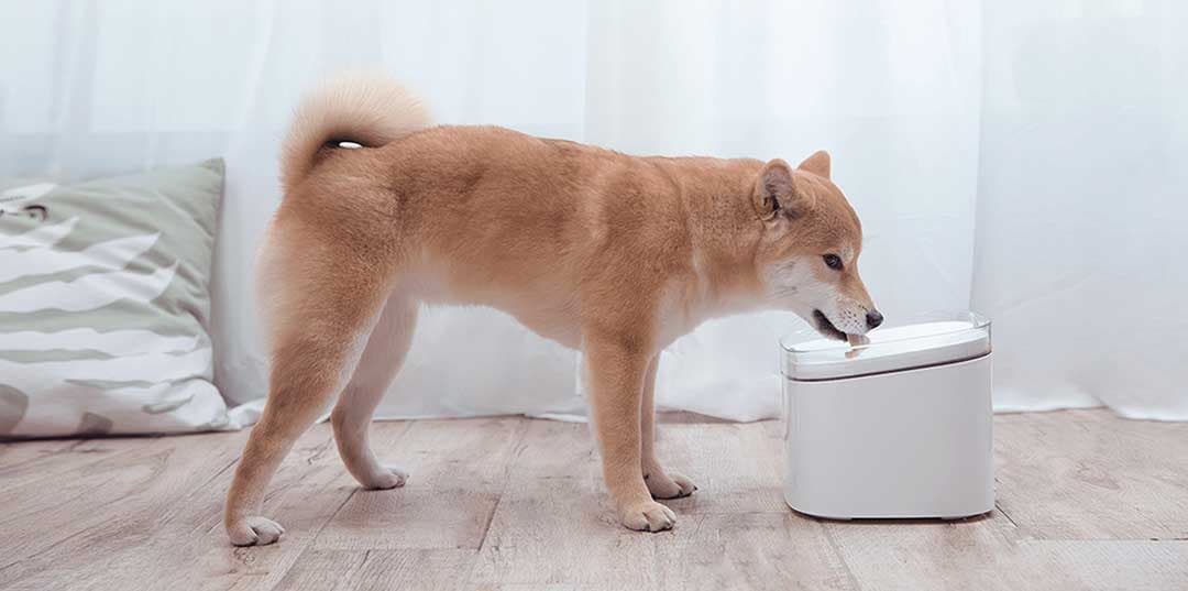 Xiaomi Smart Pojilo Za Mačke, Male i Srednje Pse