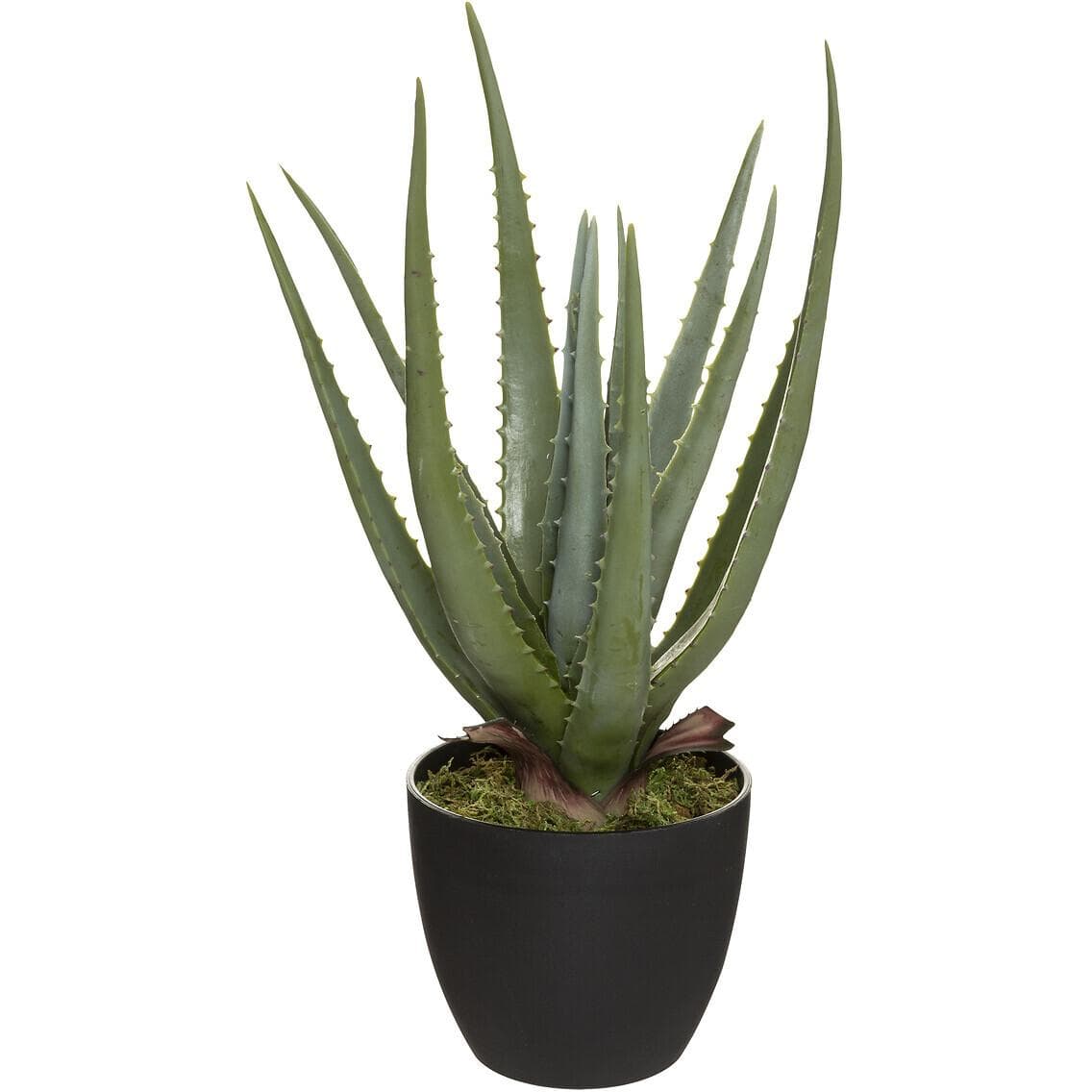 Atmosphera Dekorativno Cvece Aloe Visine 44 cm