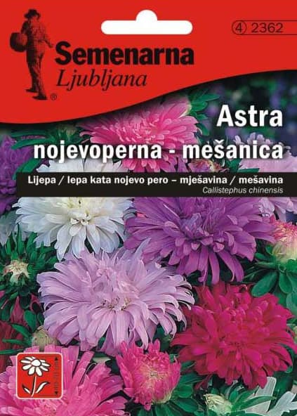 Seme 10 kesica Lepa Kata Nojevo pero - mešavina - Callistephus chinensis 2362