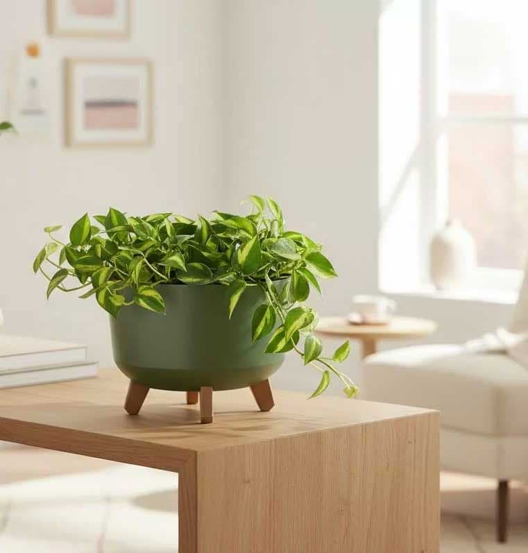 Saksija Prosperplast Gracia 24x19 sa nogarima Olive Green