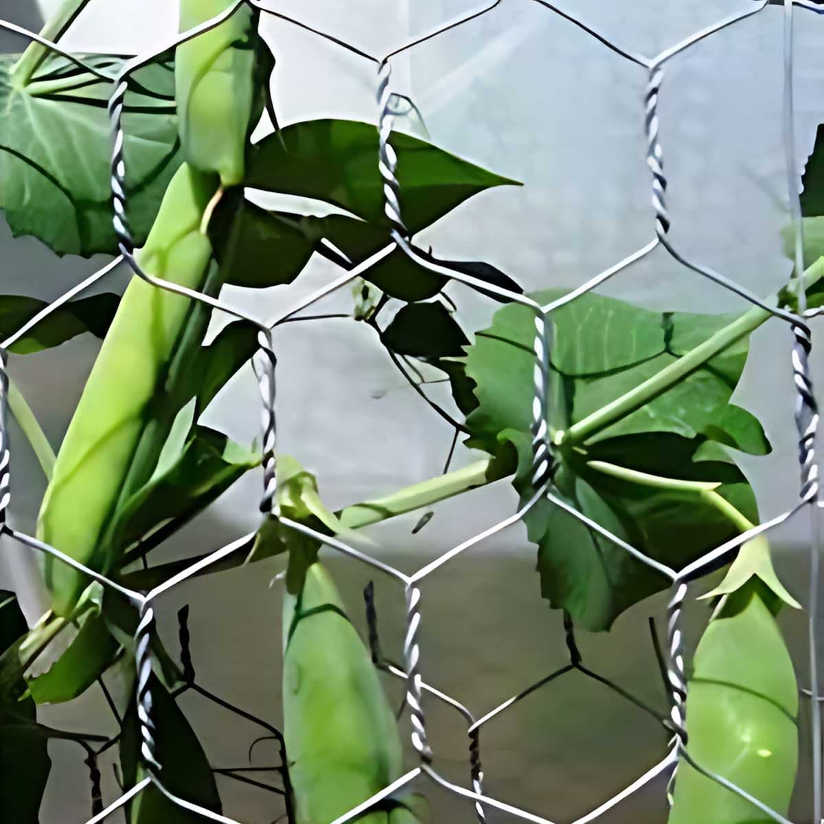 Žica za ograđivanje kokošinjca Heksagonalno pletivo pocinkovano Okce 25 mm Rolna 25 x 1 m