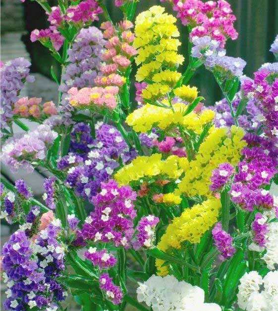 Seme za cveće Statica 10 kesica Villager