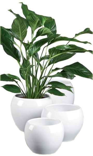 Scheurich saksija Alaska 740/15 SH 47352