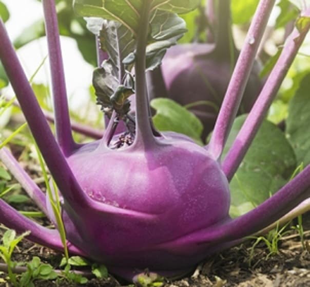 Seme za povrće 10 kesica - Keleraba bečka plava Villager 003619