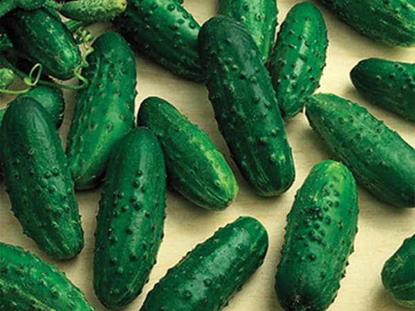 Seme 5 kesica za Krastavac - Krastavčići levina mix Villager 011316