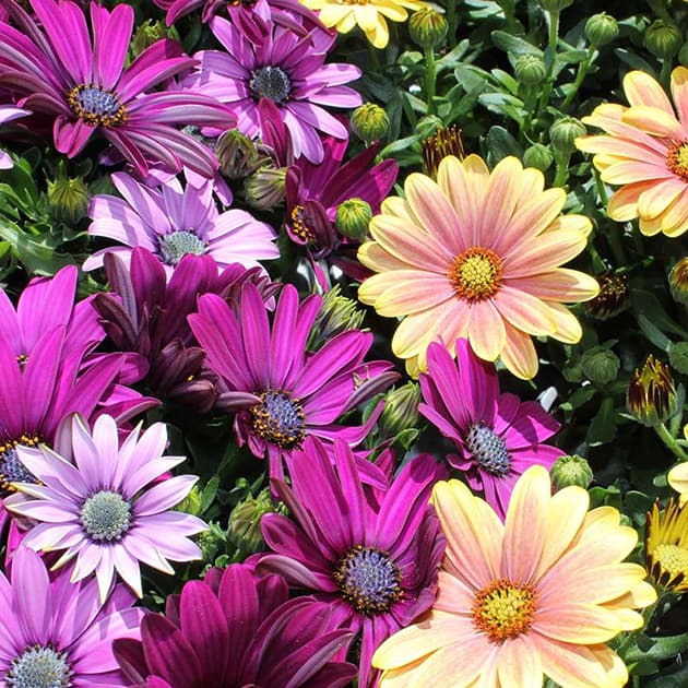 Seme za cveće Afrička margareta - 10 kesica Virimax Franchi Sementi