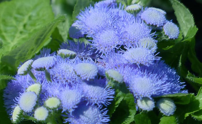 Goruća ljubav Blu Star 10 kesica semena Virimax Franchi Sementi