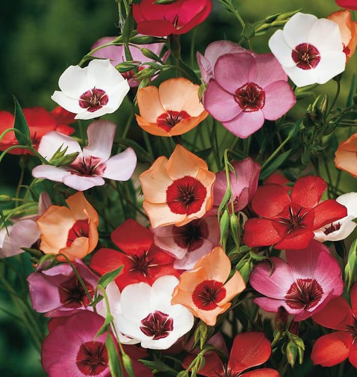 Cveće Lan ornamental multikolor - seme 5 kesica Franchi Sementi Virimax