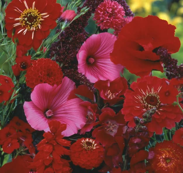 Letnje Crveno Cveće mešavina - seme 5 kesica Franchi Sementi Virimax