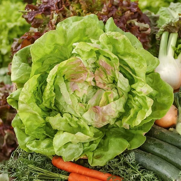 Zelena salata majska kraljica - seme 10 kesica Villager 011318