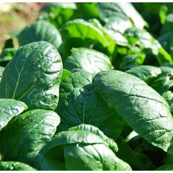 Seme za Spanać matador 10 kesica Villager 008406