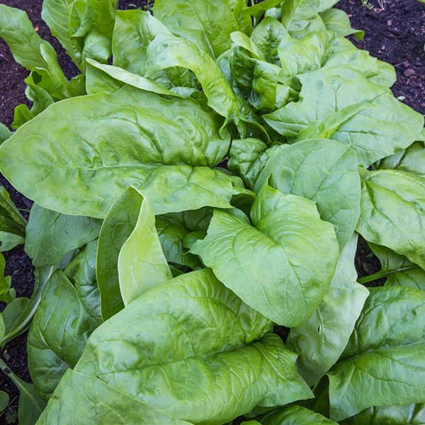 Seme za Spanać viroflay 10 kesica Villager 023324