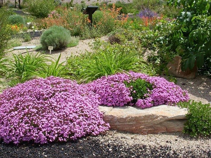 Seme za cveće Saponarija roze 5 kesica Franchi Sementi Virimax