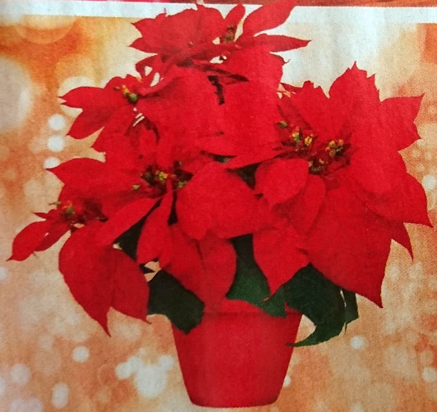 Božićna Zvezda - Novogodišnja Dekoracija