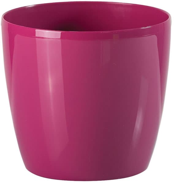 Saksija Stars 25 roze