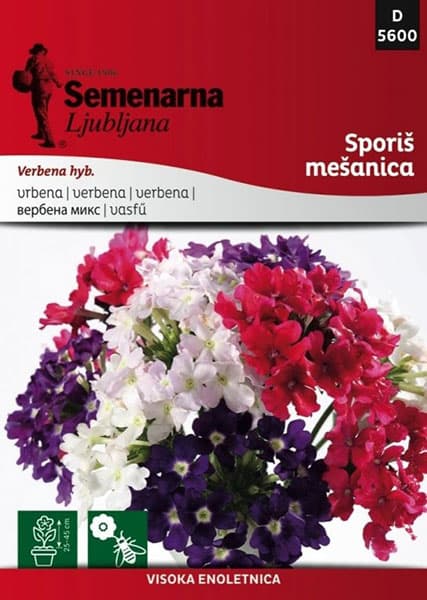 Baštensko cveće Verbena - mešavina -  Verbena hyb. 5600