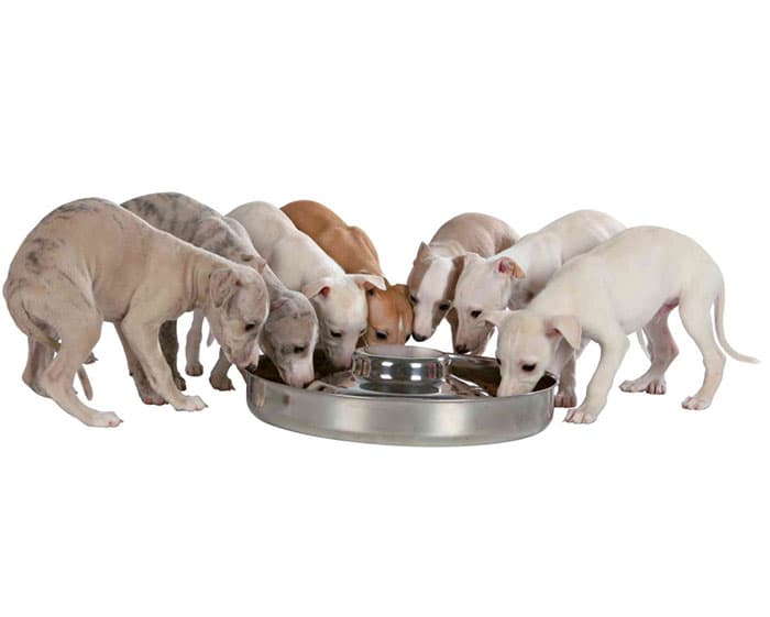 Posuda 29cm za hranjenje štenaca Trixie 25281