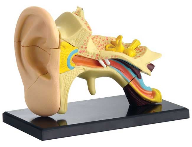 Edu Science Model ljudskog uha SK012