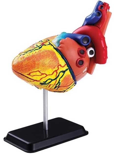 Edu Science Model ljudskog srca SK009