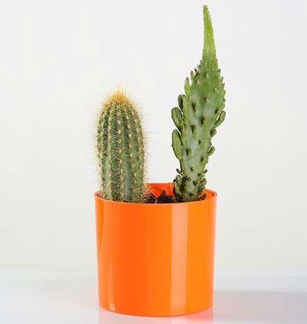 Saksija sa magnetom za malo cveće Magnetika 9 Narandžasta