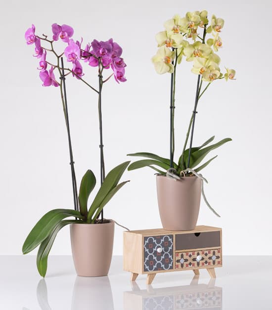 Orhid mat saksija 13cm bež