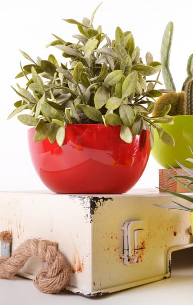 Čeri plus saksija 18cm crvena