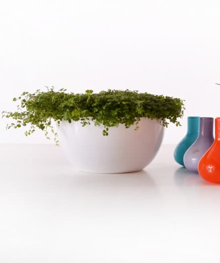 Čeri saksija 24cm bela