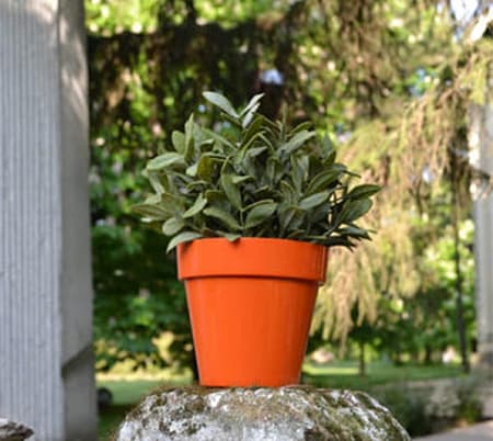 Crystal Plus saksija 14cm narandžasta