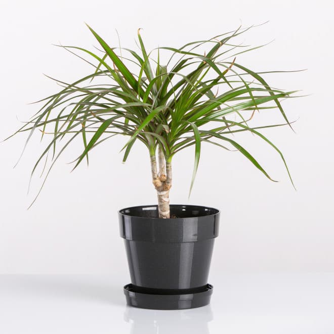 Crystal saksija 16 cm crna