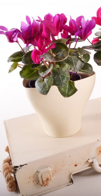 Saksija Hidrija 15 cm krem