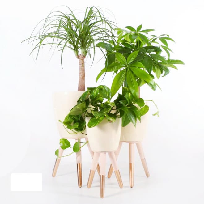 Drveni zlatno-beli stalak sa krem saksijom 30cm