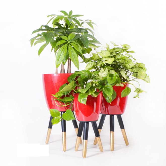 Drveni stalak zlatno-crni sa crvenom saksijom 30 cm