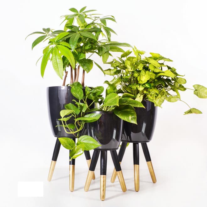 Drveni stalak zlatno-crni sa crnom saksijom 30 cm