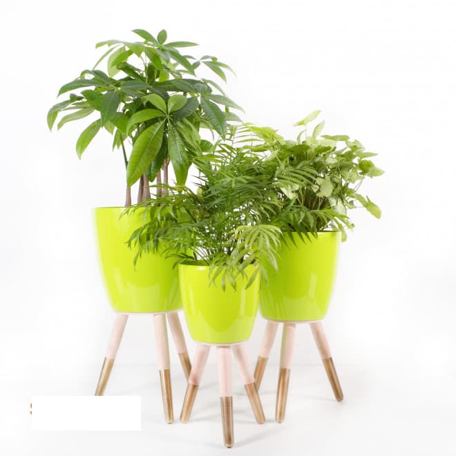 Drveni zlatno-beli stalak sa svetlo zelenom saksijom 20cm