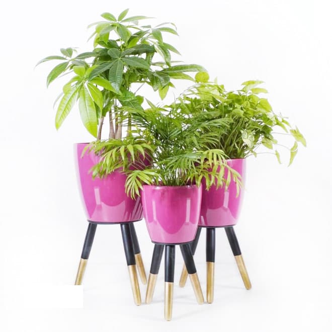 Drveni stalak zlatno-crni sa roze saksijom 20 cm