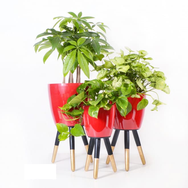 Drveni stalak zlatno-crni sa crvenom saksijom 20 cm