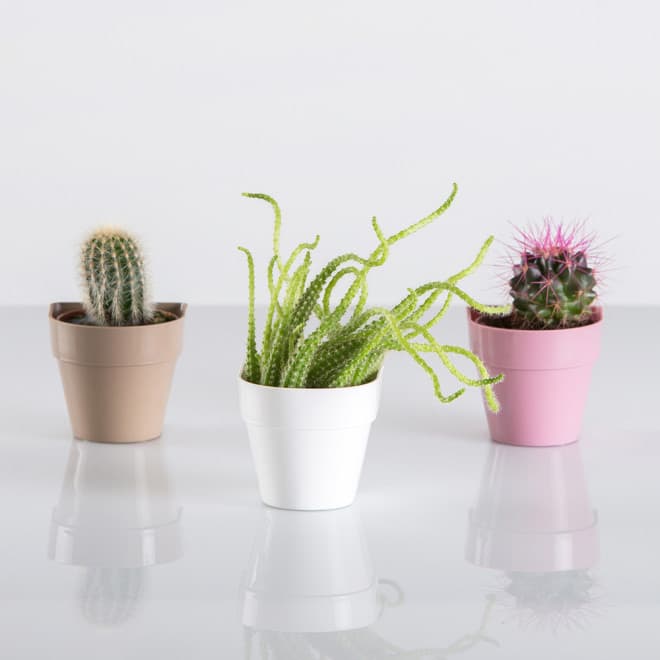 Saksija sa magnetom Magnetika ø6 - krem