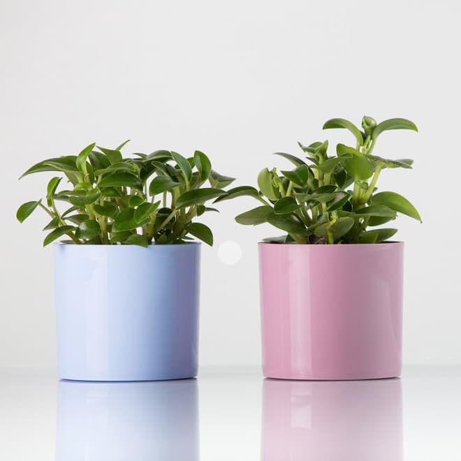 Saksija sa magnetom Magnetika ø9 roze