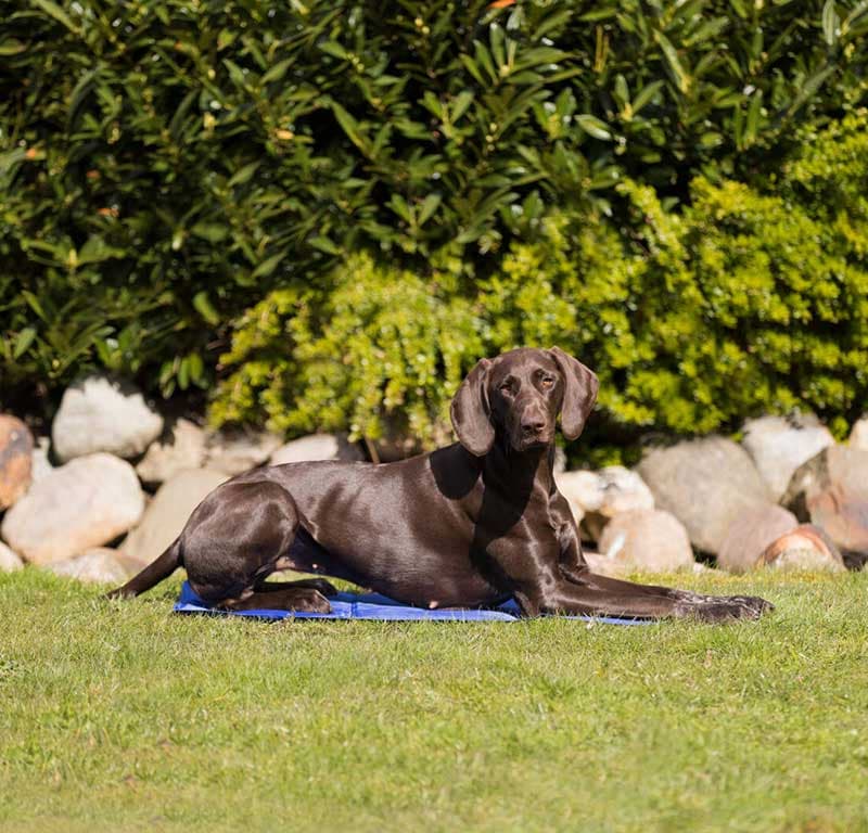 Rashladna prostirka za pse 100x60cm Trixie 28688