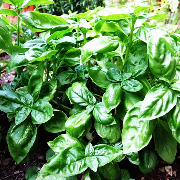 Seme za Bosiljak krupnolisni 5 kesica Villager 023341