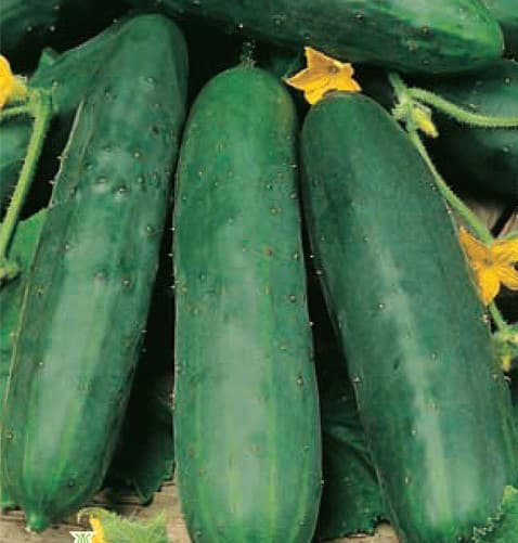 Seme za Krastavac sunčani potok 10 kesica Villager 011314