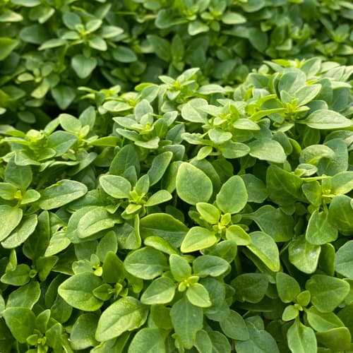 Seme za Bosiljak sitnolisni 5 kesica Villager 011312