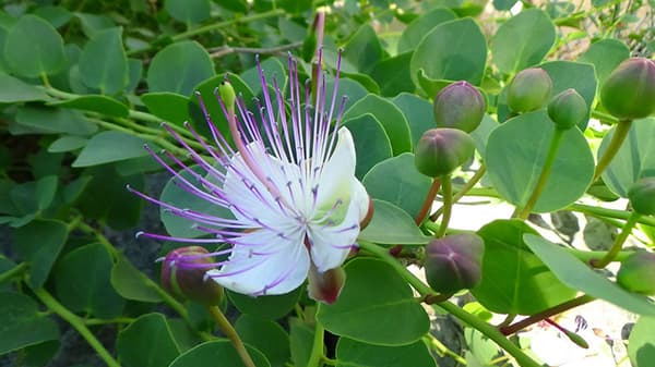 Začinsko bilje Kapar - seme 5 kesica Villager 003517