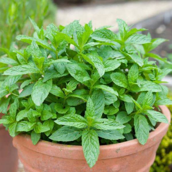 Pitoma nana - seme 5 kesica Villager 003458