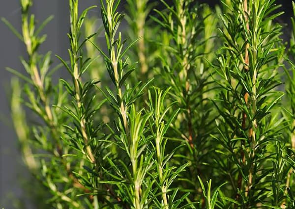 Seme za Ruzmarin 5 kesica Villager 003602