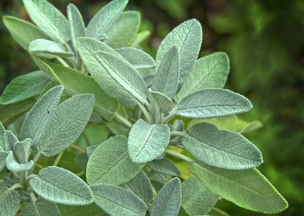 Žalfija - seme 5 kesica Villager 003522