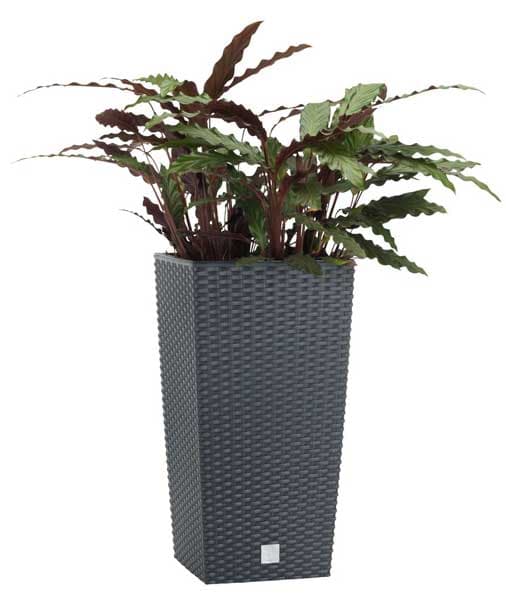 Saksija od polipropilena Nera 27x27x50 siva