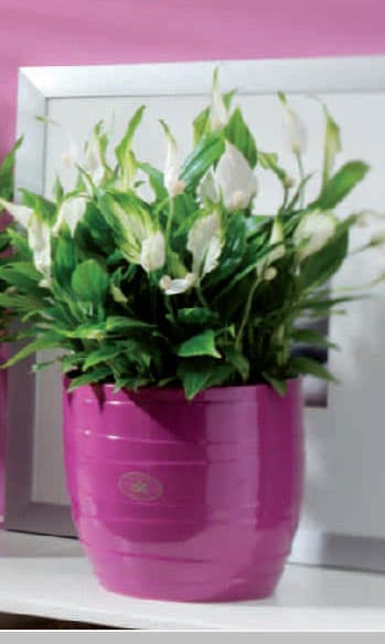 Soendgen keramička saksija Barletta 16cm ciklama